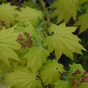 Acer palmatum 'Aureum' (P) 175-200 cm